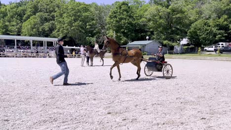 Pferd-Und-Kutsche-Bei-Der-Blowing-Rock-Horse-Show