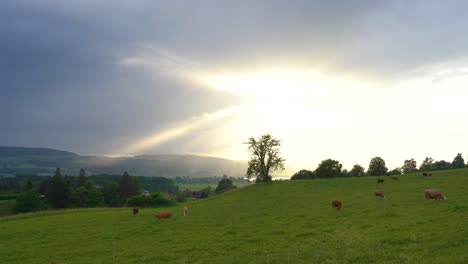 Eine-Herde-Kühe-Steht-Während-Des-Sonnenuntergangs-Auf-Einem-Hügel