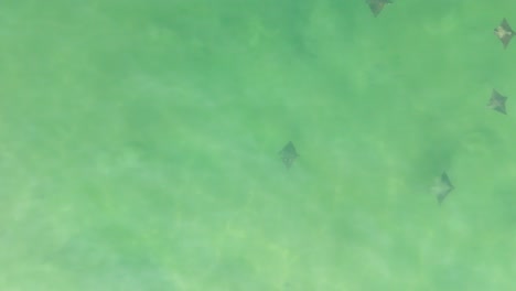 SLOW-MOTION-DRONE-SHOT-OF-STING-RAYS-SWIMMING-NEAR-THE-BEACH-IN-COZUMEL