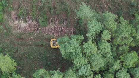 Holz-Baum-Fällt-Zu-Boden-Geschnitten-Durch-Forstmaschinen