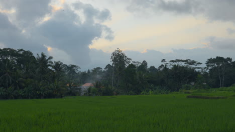 Tranquil-Rural-Scene-Of-Green-Rice-Fields-Near-Local-Village-In-Ubud,-Bali-Indonesia