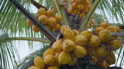 A-Bunch-Of-Yellow-Coconuts-In-Tropical-Palm-Trees-In-Ubud,-Bali-Indonesia