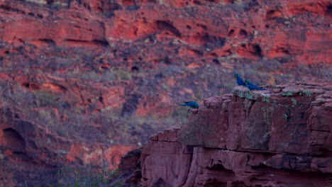 Perched-Indigo-Macaws-on-breeding-sandstone-cliff