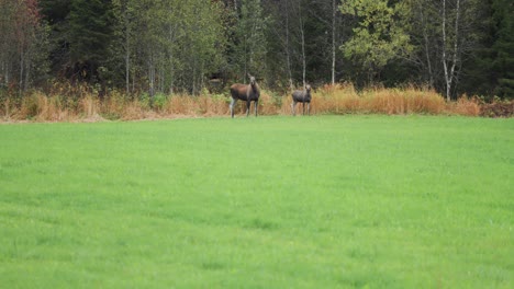 Mother-moose-stands-at-the-edge-of-the-forest,-attentively-observing-her-surroundings-while-her-curious-calf-stays-close-by