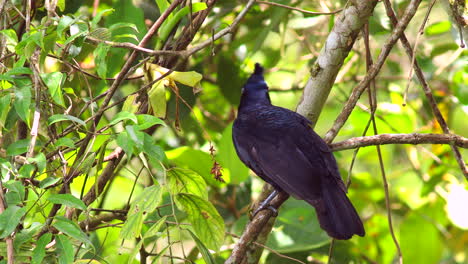 Perched-Rainforest-Umbrella-Bird-in-cloud-forest