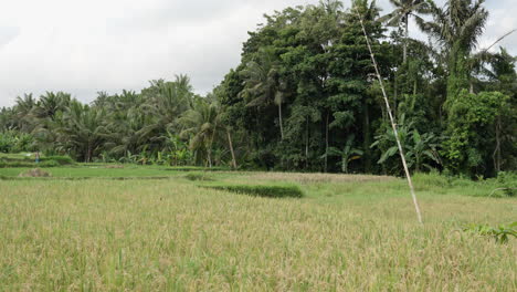 Tierra-Cultivada-Con-Grano-De-Arroz-Dorado-Que-Crece-En-Ubud,-Bali,-Indonesia.