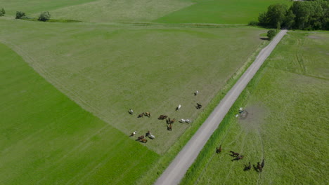 Drone-push-in-of-white-and-brown-horses-grazing-on-meadow