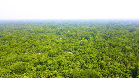 Aerial-push-in-on-vibrant-green-trees-in-the-Amazon-rainforest,-Brazil