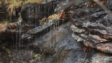 Water-drips-gently-over-dark,-withered,-moss-covered-rocks,-creating-a-tranquil-ambiance-in-a-secluded-natural-setting