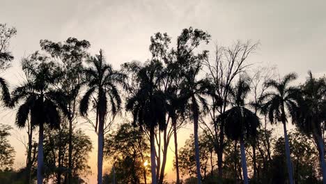 Kokospalmenwald-In-Der-Abenddämmerung,-Romantischer-Sonnenuntergang,-Full-HD