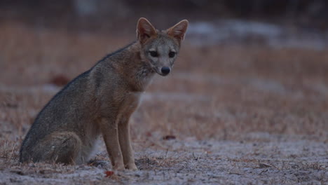 Krabbenfuchs-Sitzt-Im-Morgengrauen-Und-Geht-Langsam-Davon