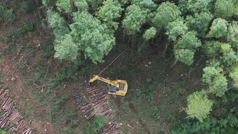 Top-aerial-view-of-forest-with-tall-trees-for-forestry-trade