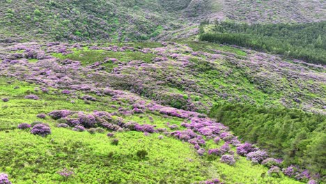 Lugares-épicos-De-Irlanda,-Un-Derroche-De-Colores,-Laderas-Salvajes-En-Pleno-Despliegue-De-Colores-Del-Verano.