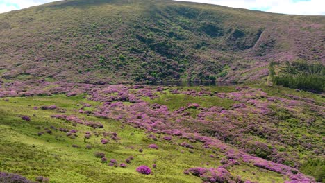 Lugares-épicos-De-Irlanda,-Rododendros-De-Bay-Lough,-Impresionantes-Vistas-A-Las-Montañas,-Las-Montañas-De-Tipperary