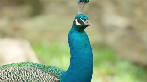 Portrait-Of-Male-Peafowl-With-Vibrant-Blue-Plumage