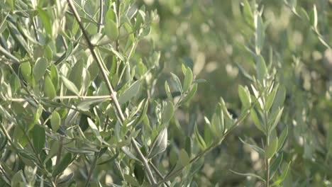 Olive-tree-with-green-ripe-olives-in-olive-garden