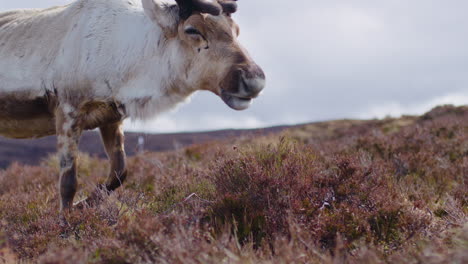 Closeup-of-a-male-reindeer-grazing-in-the-field