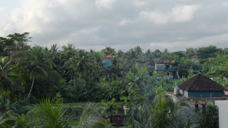 Dense-Tropical-Coconut-Trees-In-The-Rural-Village-Of-Ubud,-Bali-Indonesia