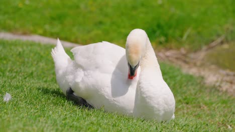 Weißer-Schwan-Sitzt-Auf-Grünem-Gras-Und-Putzt-An-Einem-Sonnigen-Tag-Seine-Federn---Nahaufnahme-In-Zeitlupe