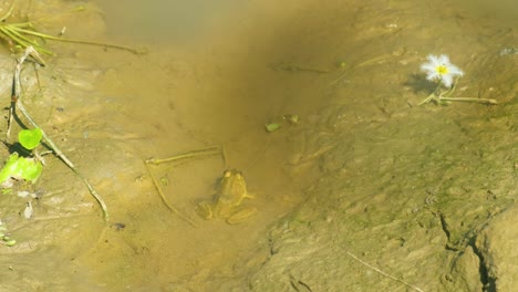 Duttaphrynus-Toad-by-wildflower-in-muddy-pond-hops-out-of-water-in-Bangladesh