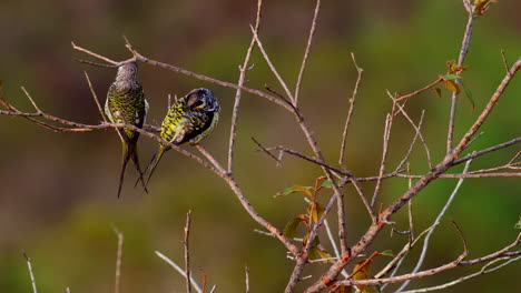 A-pair-of-Swallow-tailed-Cotingas-preening-in-a-bush-in-hilly-habitat