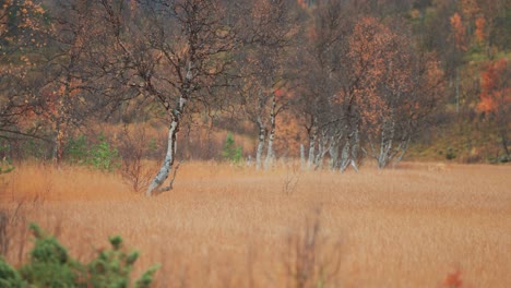 Die-Farbenfrohe-Landschaft-In-Den-Sumpfigen-Feuchtgebieten-Der-Norwegischen-Tundra