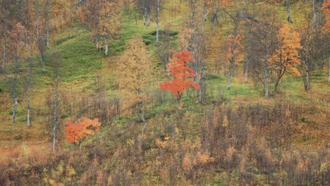 Bright-colours-of-autumn-in-the-forest---fiery-rowans-and-yellow-birches,-green-grass-covers-the-ground