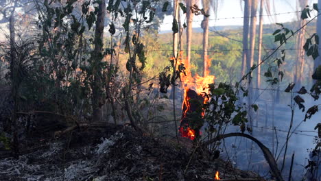 Brandrodung-Und-Brandverbrennung-In-Zeitlupe,-Aufgenommen,-Nachdem-Ein-Bauer-Einen-Wald-Abgeholzt-Und-In-Brand-Gesteckt-Hatte