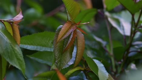 Close-up-of-a-cherry-tree-branches-with-green-and-young-red-leaves-waving-in-the-wind