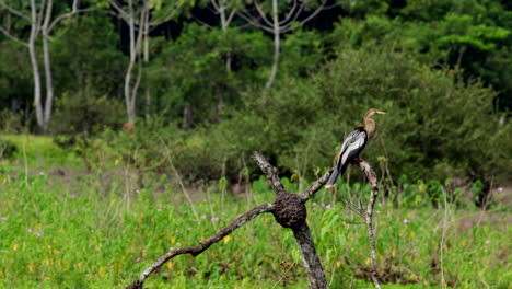 Pájaro-Anhinga-Encaramado-En-La-Selva-Tropical-En-La-Rama-Del-Pantano-Acicalándose