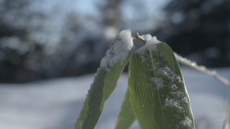 Hojas-De-Bambú-Cubiertas-De-Nieve-En-Iwanai,-Hokkaido,-Una-Popular-Zona-Turística-En-Japón.