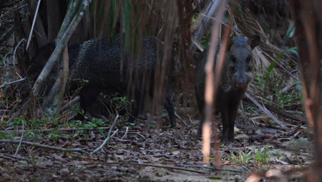 Rainforest-alert-Collared-Peccary-walking