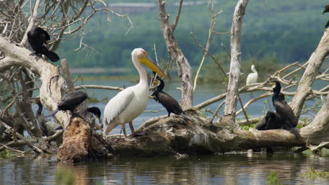 Adult-pink-Pelican-and-Group-cormorants-sitting-on-a-branch-lake-kerkini-Greece