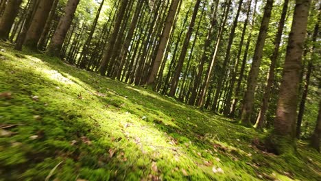 Experience-the-magic-of-a-sun-drenched-forest-in-summer