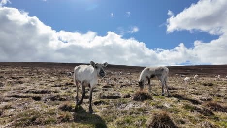 Herd-of-reindeer-without-antlers-grazing-under-a-clear-sky-in-the-wild-forest