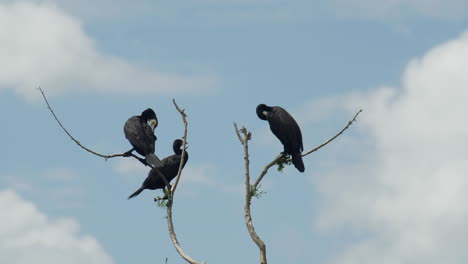 Grupo-De-Cormoranes-Adultos-Sentados-En-La-Rama-Limpieza-De-Plumas-Lago-Kerkini-Grecia