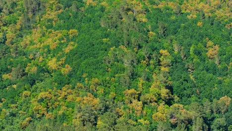 Dense-Autumn-Forests-At-Rio-Avia-River-In-Ribadavia,-Ourense-Province,-Galicia,-Spain