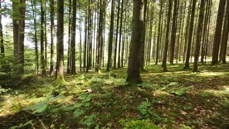 Parte-2:-Sumérgete-En-La-Serena-Belleza-De-Un-Bosque-De-Verano