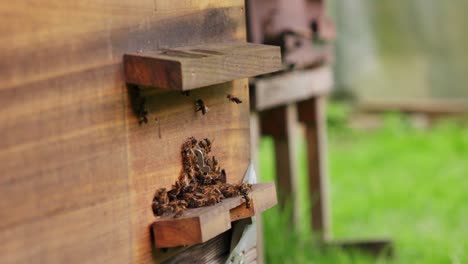 Bienen-Fliegen-In-Den-Bienenstock-Hinein-Und-Wieder-Hinaus,-Super-Zeitlupe