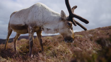 Male-Reindeer-grazing-in-the-field