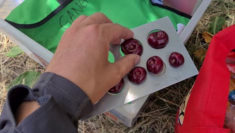 Closeup-shot-of-cherry-sizing-in-New-Zealand-ranging-form-22mm-to-34mm