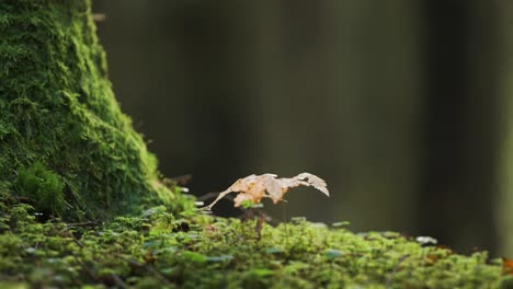 Iluminada-Por-El-Sol-De-La-Mañana,-Una-Pequeña-Plántula-Crece-Cerca-Del-Enorme-Tronco-Del-árbol-Cubierto-De-Musgo.