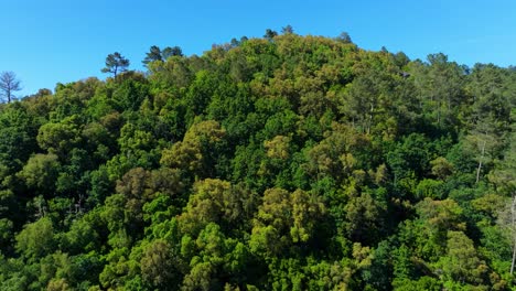 Deciduous-Forest-Trees-Covered-Mountain-Near-Rio-Avia-River-In-Ribadavia,-Ourense-Province,-Galicia,-Spain