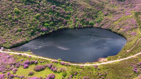 Ireland-Epic-locations-drone-vista-of-Bay-Lough-surrounded-by-a-sea-of-colour-popular-trail-walking-and-hiking-routes-in-Summer-when-the-rhododendron-are-in-bloom