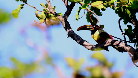 Perched-Chestnut-eared-Aracari-dabbled-in-rays-of-sunshine-in-the-rainforest