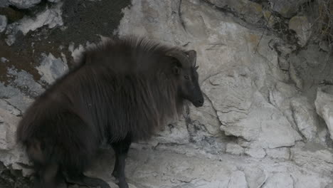 Drone-captures-a-Himalayan-Thar-standing-majestically-on-a-cliff-in-Nepal