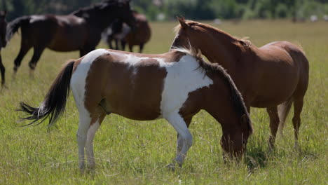 Brown-and-white-horses-on-meadow-in-windy-summer-weather