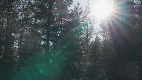 Sunlight-filters-through-the-crowns-of-tall-pine-trees-in-the-depths-of-the-dark-forest,-casting-ethereal-rays-that-illuminate-the-woodland