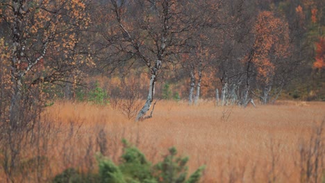 Birch-trees-covered-in-bright-leaves-in-the-autumn-tundra