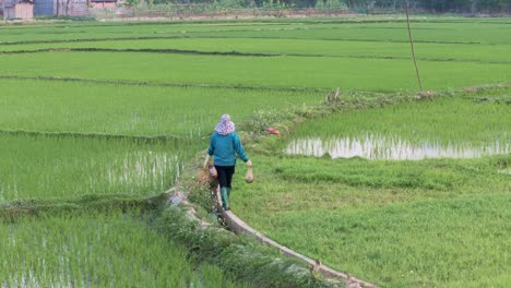 The-scene-showcases-the-vibrant-green-rice-paddies,-as-the-woman-walks-along-the-narrow-paths-between-the-fields,-illustrating-the-everyday-life-and-traditional-farming-practices-in-this-region